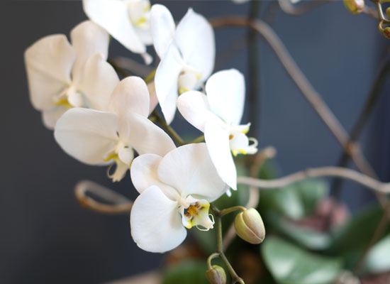 Office & nature White orchid   **ȭ⺯**