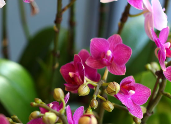 [Office & nature] 3 Colors Orchid