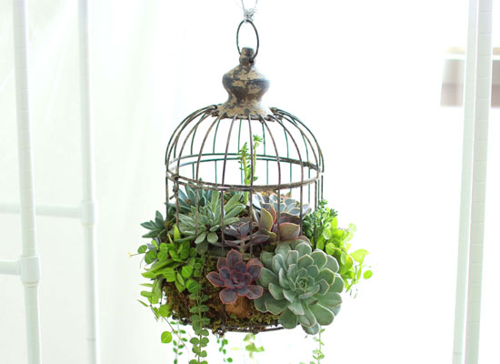 Indoor Garden  -  Birdcage Succulents