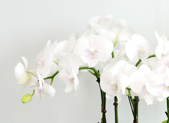 Office & Nature - 아름다운 순백의 호접란 화이트민트 꽃집 꽃배달
