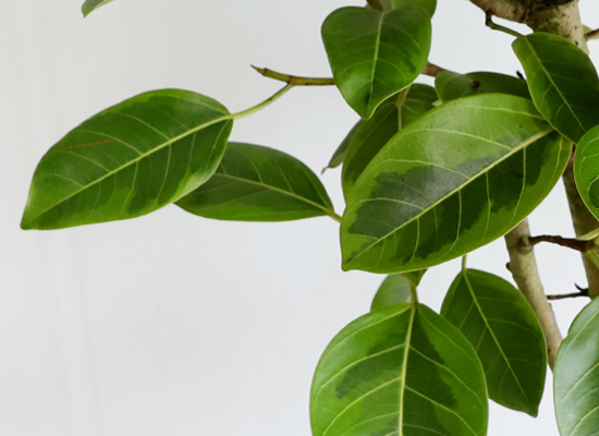 키우기 쉬운 공기정화식물 - 뱅갈고무나무