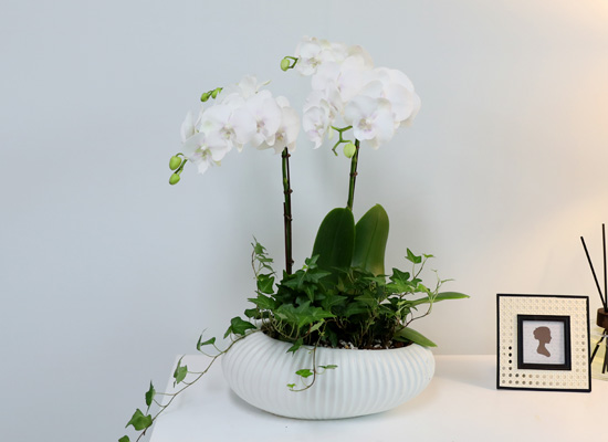 [승진/영전축하] White Elegant Orchid   사파이어