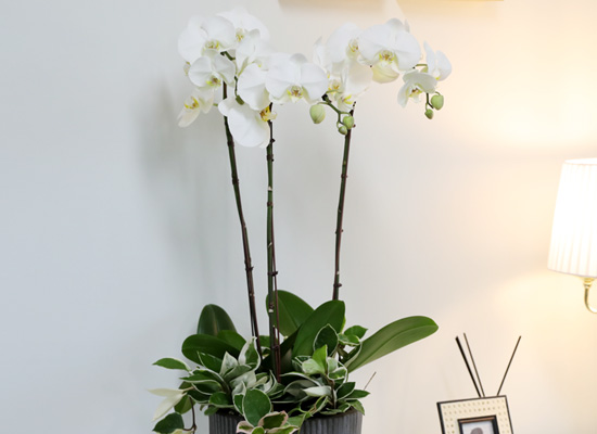 [승진/영전축하] White Elegant Orchid  브릴리언트 (소)