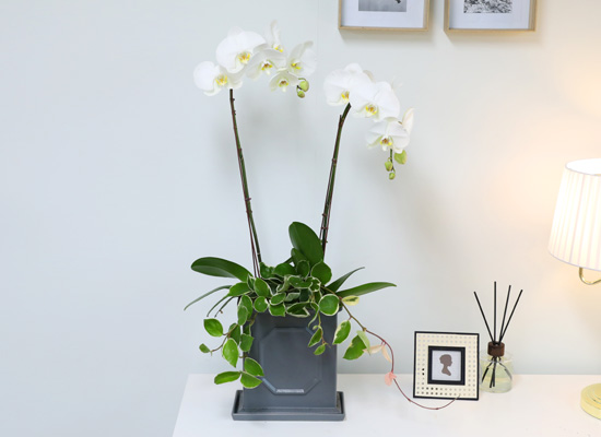 [/] White Elegant Orchid   Empire double ()