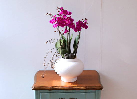 ���� ���ֺ� ���׾Ƹ� - ������ ��