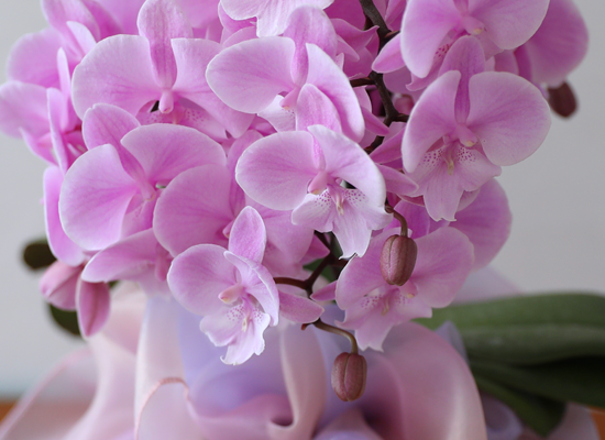 ���� ���Ƶ�� ���� - ������ ��