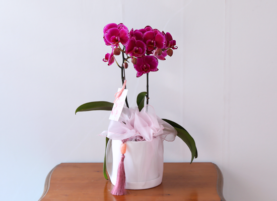 ���� ���� ������ ���ֺ� - ������ ��