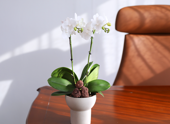 ���ν� ���� - ������ ��