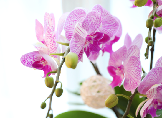 ���޺� ������ �� - ������ ��