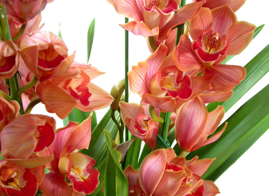 ���� ���� ���/�ɺ����