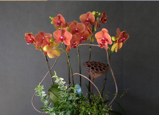 [, ]Graceful orchid flowers - ޽ Į 