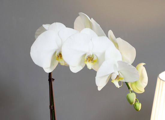 [승진/영전축하] White Elegant Orchid  프린세스