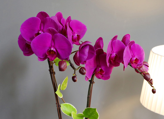 [승진/영전축하] White Elegant Orchid 루비 (소)