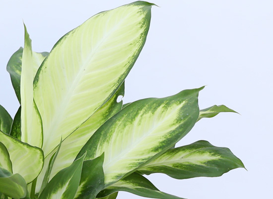 [공기정화식물] 싱그러운 잎이 매력적인 마리안느