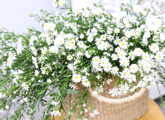 ���� ����� ����