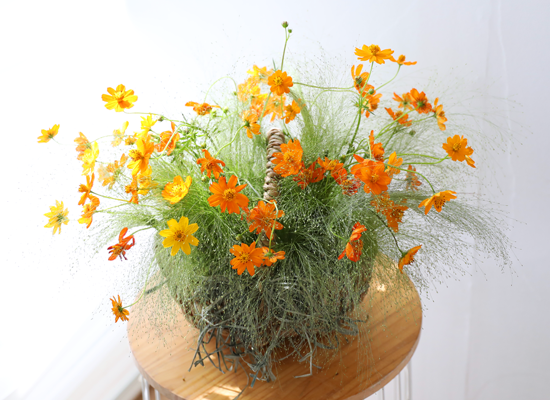 �������� ��� ����