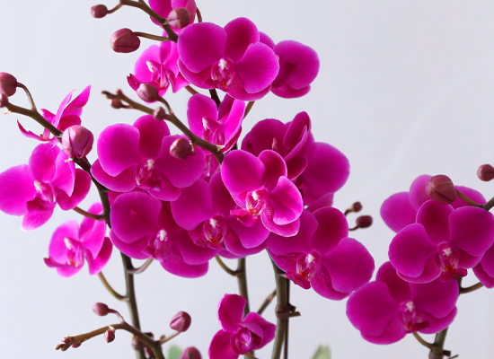 ���� ���ֺ� ���׾Ƹ� - ������ ��