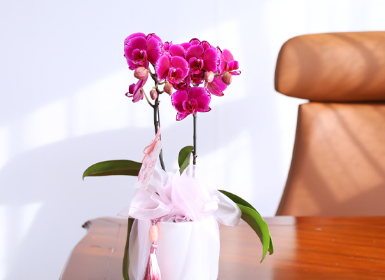 ���� ���� ������ ���ֺ� - ������ ��