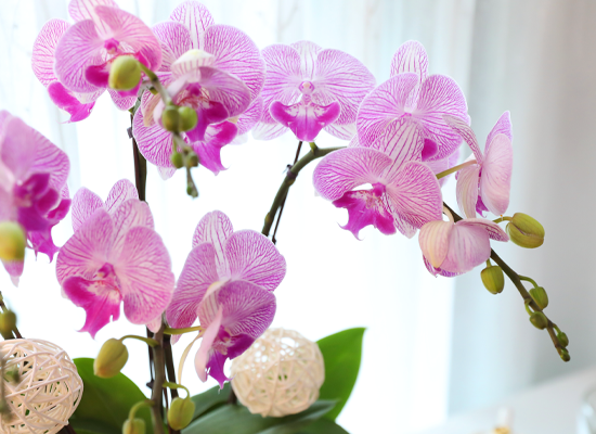 ���޺� ������ �� - ������ ��