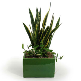 Ǯ�Ͽ콺 - �꼼������