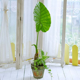 ������ ���� �� - �˷�ī�þ� B(ȭ�к���)