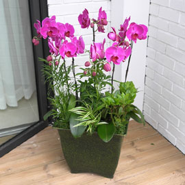 Office&Nature - 고급스런 소고비치 꽃배달 꽃집