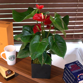 Office&Nature - 선명한 빨간 포엽의 안스리움 꽃배달 꽃집