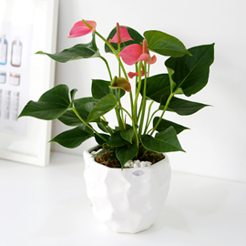 Office&Nature - 핑크색 예쁜 포엽의 안스리움 꽃배달 꽃집