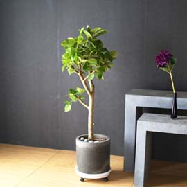 환경과 공간을 활용할수 있는 실내화분 - 뱅갈고무나무 시멘트분 꽃배달 꽃집