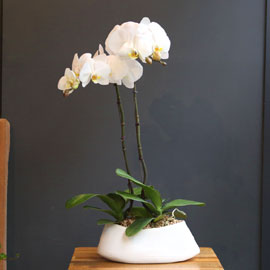 Office&Nature White Orchid [화기변경] 꽃배달 꽃집