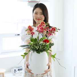 존경하는 마음 담아 - 호접란 삼색조(중) 꽃배달 꽃집
