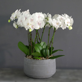 Office & Nature - 아름다운 순백의 호접란 화이트민트 꽃배달 꽃집