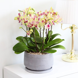 Office & Nature - 색이 조화로운 호접란 삼색조 꽃배달 꽃집
