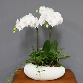 [/] White Elegant Orchid   ̾