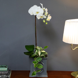 [/] White Elegant Orchid  