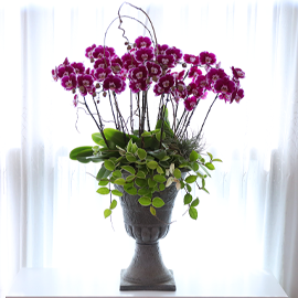 ÀÚÁÖºû ÇÑ Æø ²É±×¸² - ³ªºñÀÇ ¶ã