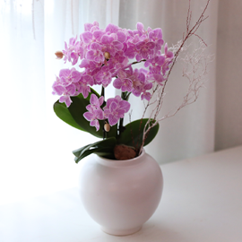 ÇÎÅ©ºû ¿¬°¡ - ³ªºñÀÇ ¶ã