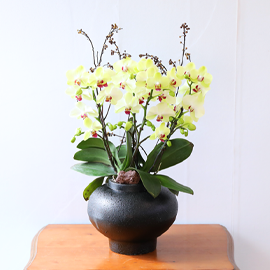 ³ë¶õ ÇÞ»ì ÇÑ Á¡ - ³ªºñÀÇ ¶ã