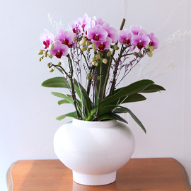 ¼öÃ¤È ¹°µç ÇÎÅ© ´Þºû - ³ªºñÀÇ ¶ã