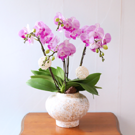 ¾Èƽ ÆÌ ÇÎÅ© - ³ªºñÀÇ ¶ã