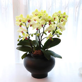 ³ë¶õ ´Þºû Á¤¿ø - ³ªºñÀÇ ¶ã