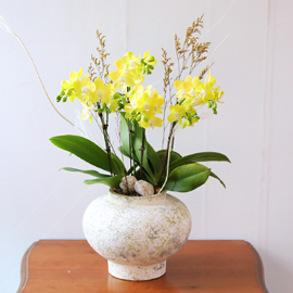 ¿¬³ë¶û ³ªºñÀÇ ²Þ - ³ªºñÀÇ ¶ã