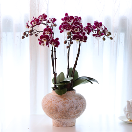 º¸¶ó º§ºª °¡µç - ³ªºñÀÇ ¶ã