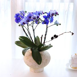 ´Þºû Á¤¿øÀÇ °á - ³ªºñÀÇ ¶ã