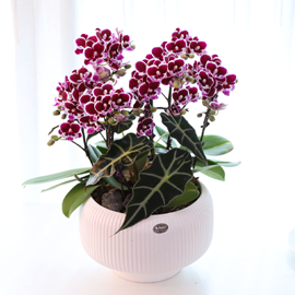 »õº®ºû À̽½ - ³ªºñÀÇ ¶ã