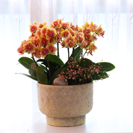 žçÀÇ ³ë·¡ - ³ªºñÀÇ ¶ã