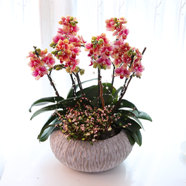 ´ÙÈ«ºû ¼öÃ¤È ¼½Ã - ³ªºñÀÇ ¶ã