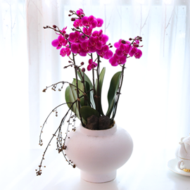 ±íÀº ÀÚÁÖºû ´ÞÇ׾Ƹ® - ³ªºñÀÇ ¶ã