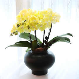 ·¹¸ó ¹öÅÍÇöóÀÌ - ³ªºñÀÇ ¶ã