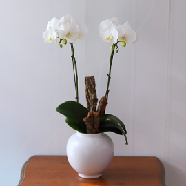 ¼ø¹éÀÇ ´Þºû - ³ªºñÀÇ ¶ã